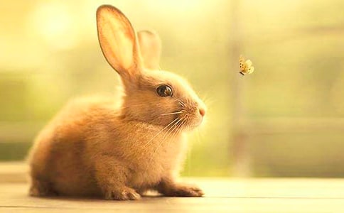 �ɐ۵�����С�W����