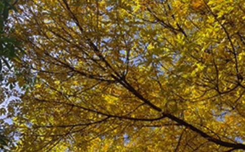 ��(j��ng)���°��簲���Z(y��)����Ȧ31�l