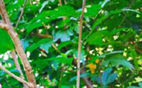 經(jīng)典溫馨的早安心語朋友圈大集合52句