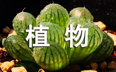 С�W��ֲ���^����ӛ���ąR��7ƪ
