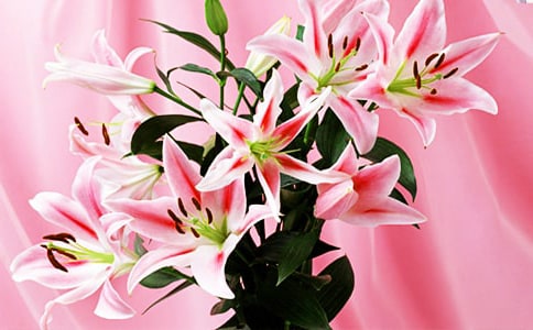 《百合花》課文