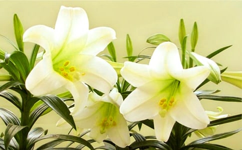百合花讀后感