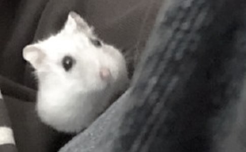 �ɐ۵Ă}������