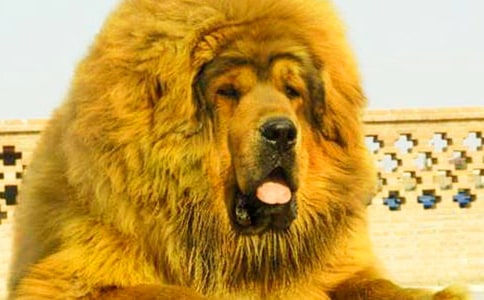 讀藏獒渡魂感想
