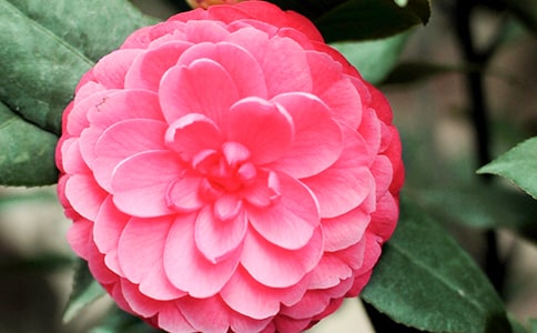 賞茶花日記350字