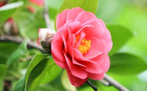 描寫山茶花的優(yōu)美句子