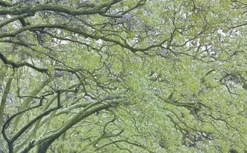 春風(fēng)又綠江南岸作文經(jīng)典(2篇)