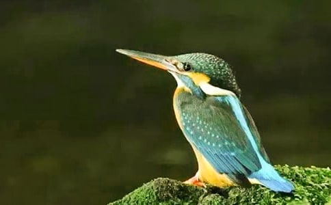 精選翠鳥(niǎo)教案