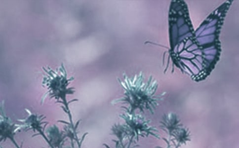 ����ҹ��(du��)��(d��ng)ֲ���Ӱ푡��̰�