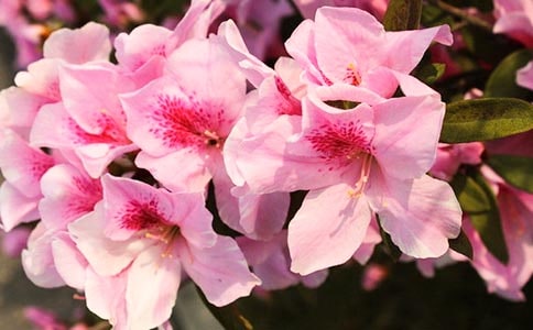 杜鵑花詩(shī)歌欣賞