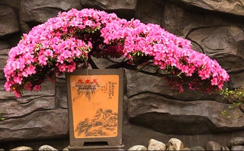 杜鵑花的傳說(shuō)故事