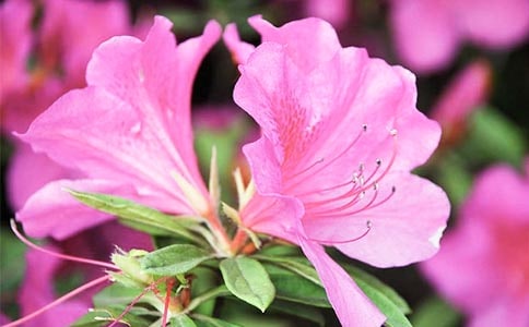 《定風(fēng)波·杜鵑花》閱讀答案