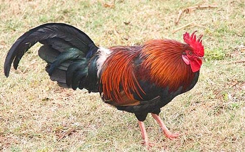 ���u���ļ��\��15ƪ��