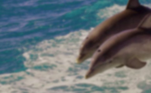 海豚救人反思