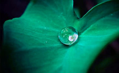 《荷葉圓圓》教案