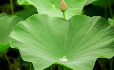 《荷葉圓圓》的優(yōu)秀教案(通用6篇)