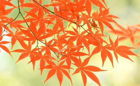 紅葉的詩歌
