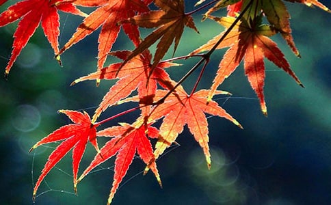 ӛ������x���uҷ��Ѫ�еļt�~