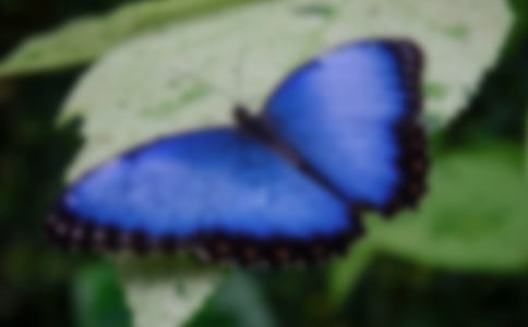 蝴蝶與蚊子故事作文