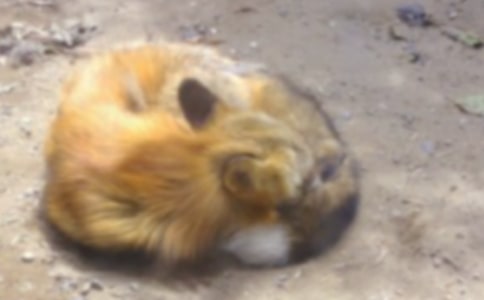 狐貍和老鼠童話作文