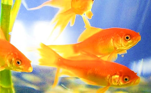 (薦)小金魚作文