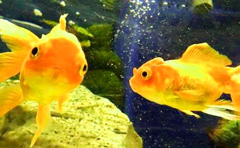 可愛的金魚(實(shí)用)