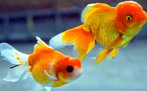我家的小金魚作文通用10篇