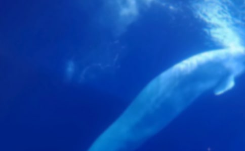 �L�~(y��)�Ĺ���