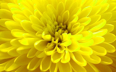 關(guān)于描寫菊花的優(yōu)美句子