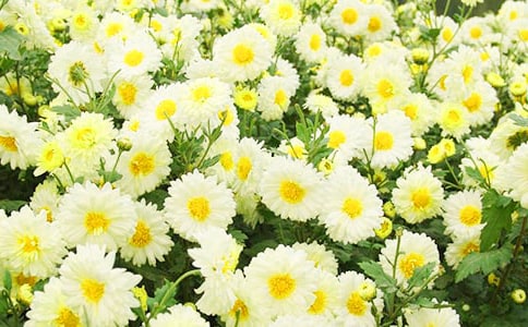 �ջ��i�Z(y��)����