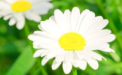 菊花閱讀答案