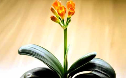 (精)君子蘭作文