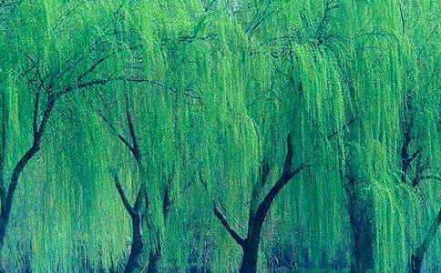 ���x��������ľ��Ӵ󼯺�53�l