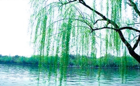 描寫柳樹的句子摘抄