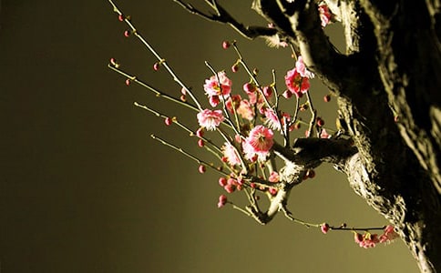 梅花詩歌句子說說匯總(精選60句)