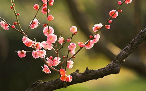 (優(yōu)選)梅花原文翻譯及賞析