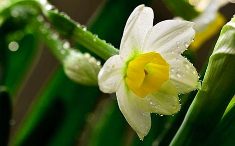 《雙調(diào)·水仙子·重觀瀑布》注釋及賞析