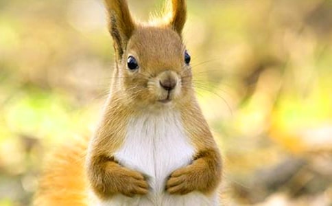 ����ppt�n��������