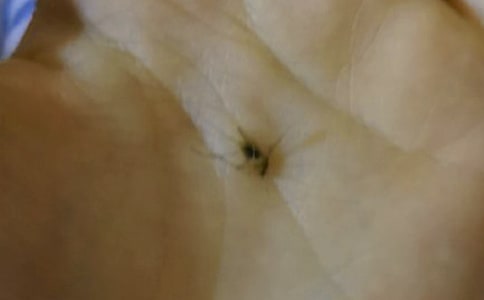 【精品】打蚊子作文