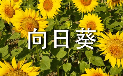 向日葵作文合集(11篇)