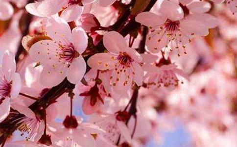 陽春三月賞櫻花散文(通用26篇)