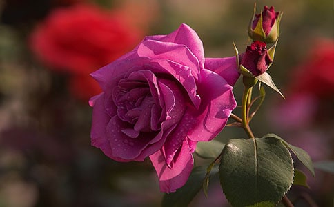 �x���¼���ļ���