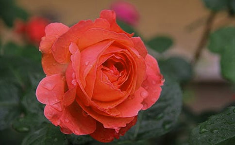 �茑12�¼���(ji��)����
