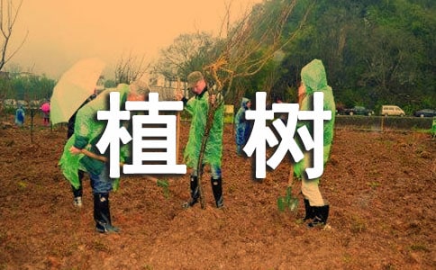 植樹活動(dòng)的感受與感悟