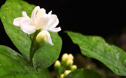 觀察茉莉花日記(通用7篇)