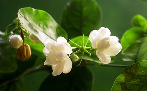 喜歡茉莉花開的女孩雜文隨筆