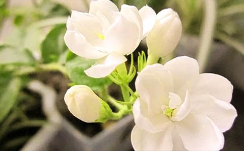 描寫(xiě)茉莉花的詩(shī)句(精選70句)