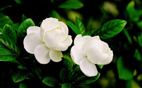茉莉花隨筆