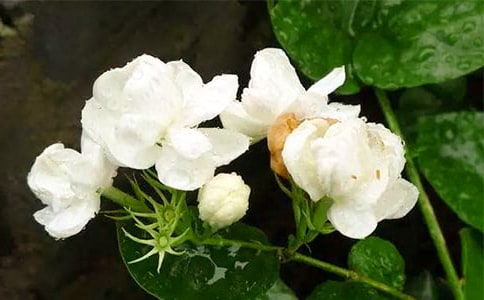 喜歡茉莉花開的女孩散文