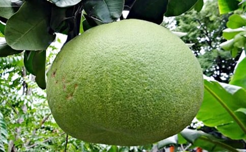 �茑���ӺóԵă�(y��u)������ժ��260��